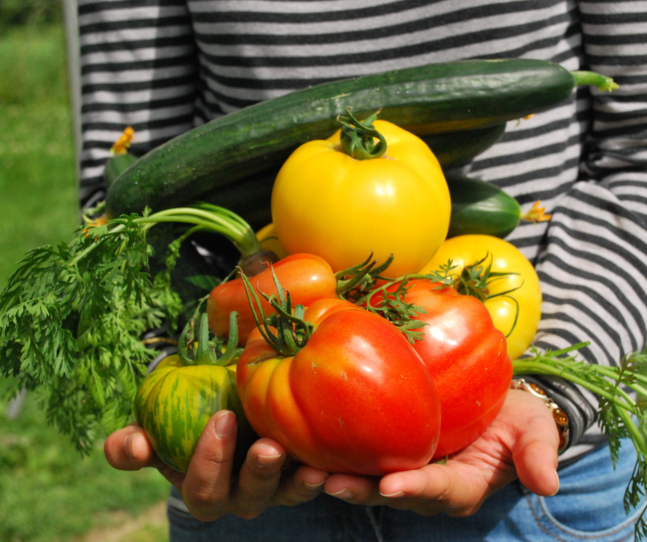 a cropped shot of a person carrying tomatoes, zucchinis and carrots from what we assume is their garden for the late summer pellet grill dinner